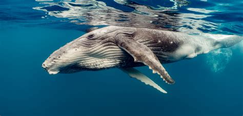 Gray Whale .